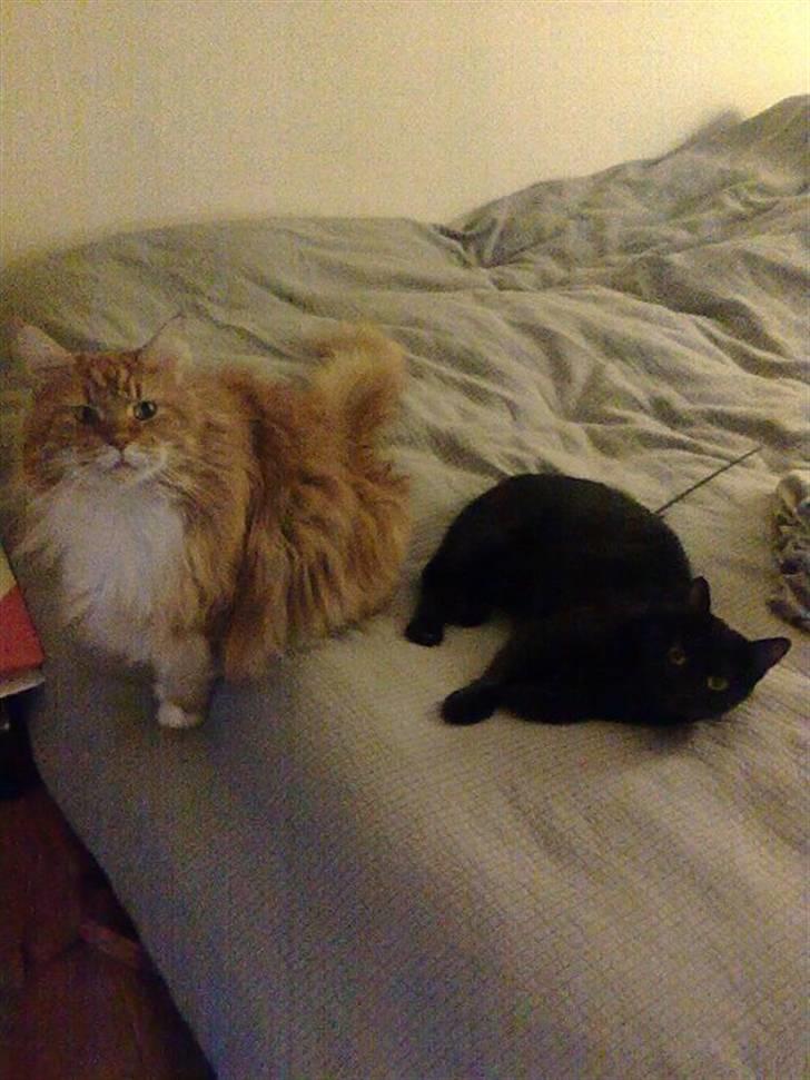 Maine Coon Cæsar - Mig og søster Ebony er sååå uskyldige! billede 4