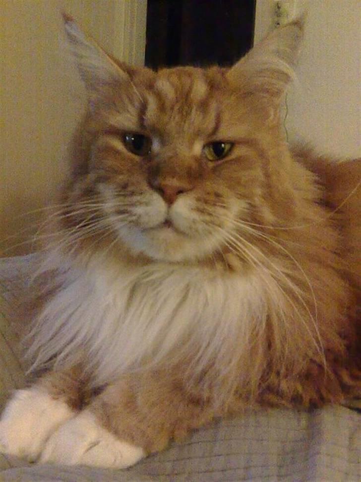 Maine Coon Cæsar - Tager du nu billeder igen?! billede 5
