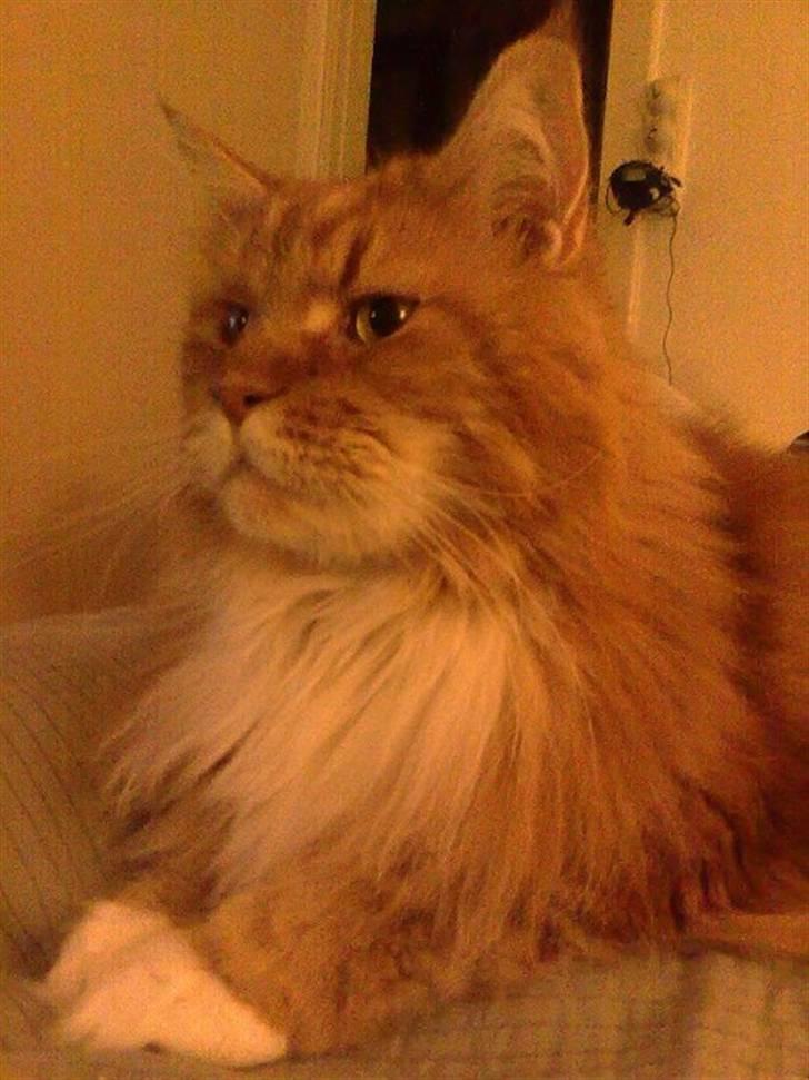 Maine Coon Cæsar - Selvfølgelig er jeg opkaldt efter en kejser! billede 6