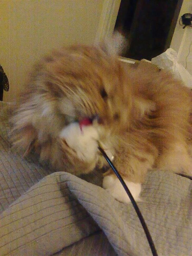 Maine Coon Cæsar - Rauwrr! Farlig mis! billede 7