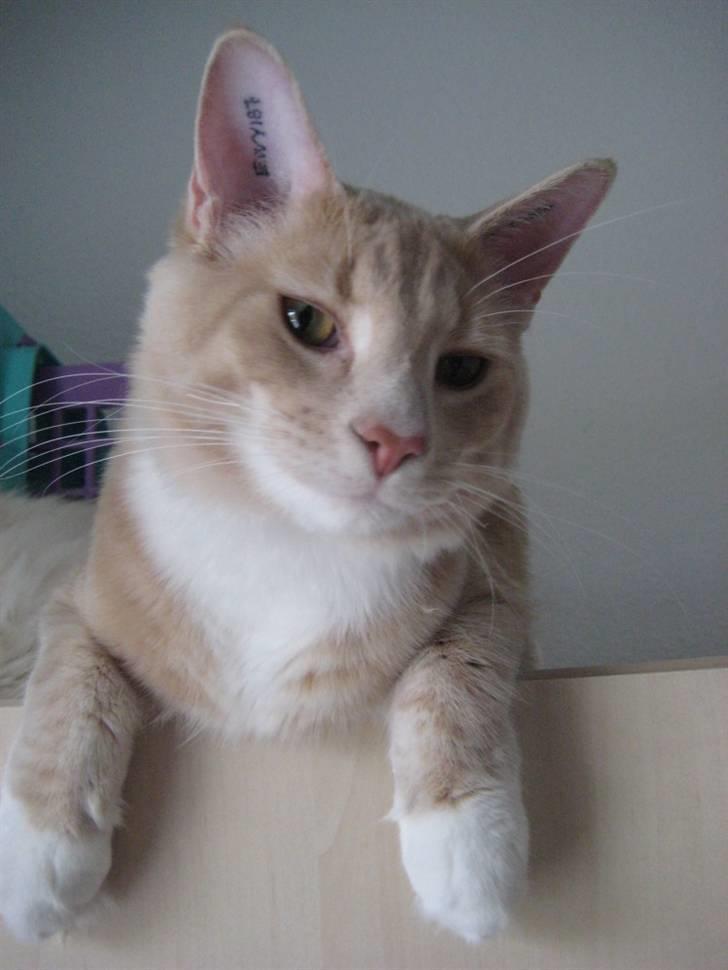 Maine Coon Oliver - 9 måneder -- Nov. ´09 -- En rigtig lille smart ass ;) billede 9