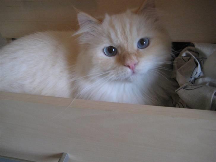 Blanding af racer Sebastian - 1 år og 2 måneder -- Nov. ´09 billede 14