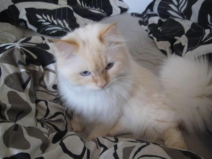 Blanding af racer Sebastian - 1 år og 2 måneder -- Nov. ´09 billede 15