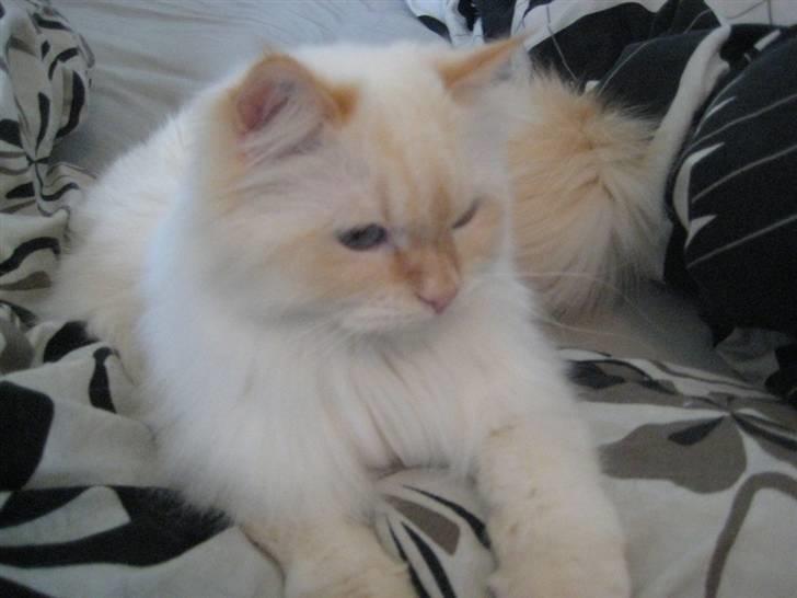 Blanding af racer Sebastian - 1 år og 2 måneder -- Nov. ´09 billede 16