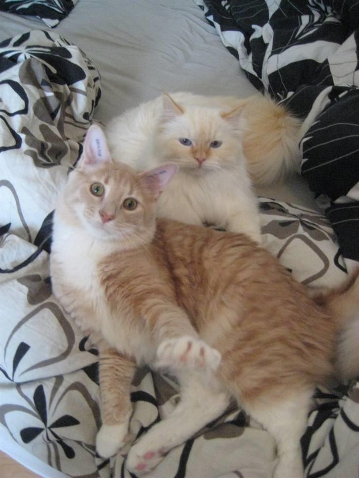 Blanding af racer Sebastian - 1 år og 2 måneder -- Nov. ´09 billede 17