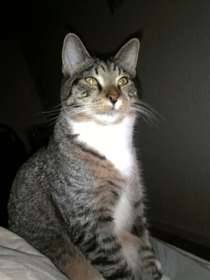 Blanding af racer Joey billede 16