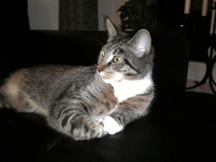 Blanding af racer Joey billede 17