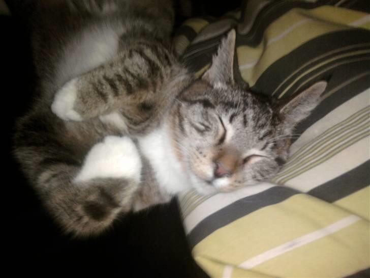 Blanding af racer Joey billede 18