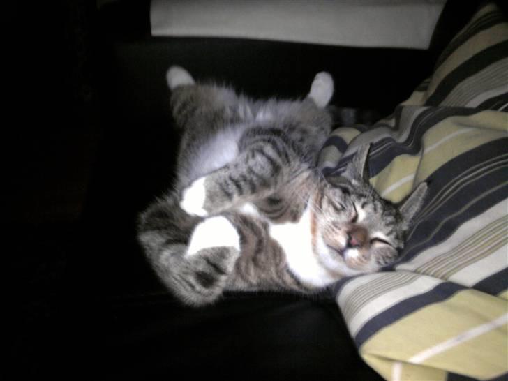 Blanding af racer Joey billede 19