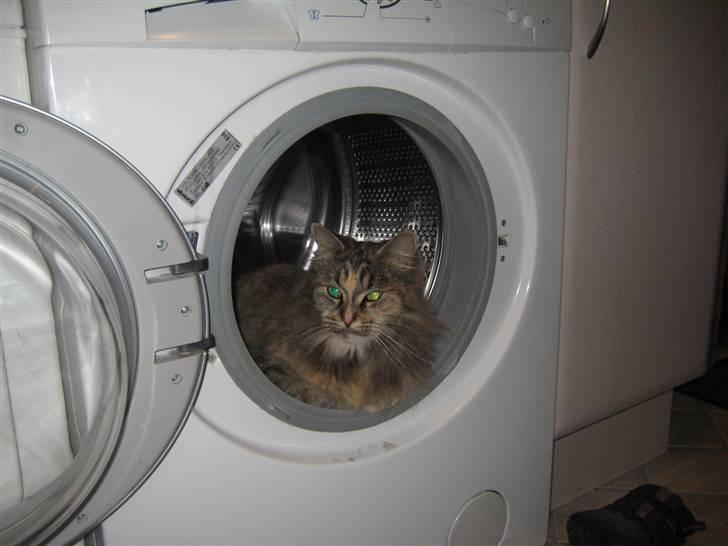 Maine Coon pigemis billede 3