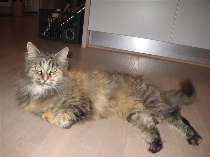 Maine Coon pigemis billede 4