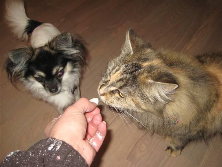 Maine Coon pigemis billede 5