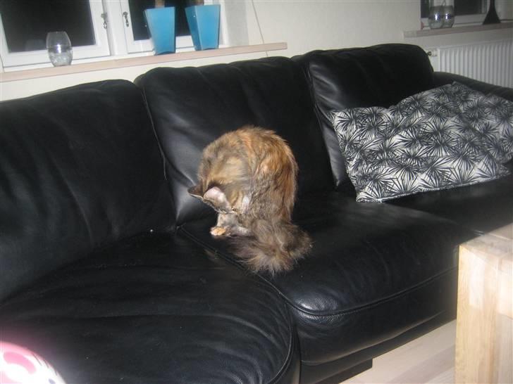 Maine Coon pigemis billede 6