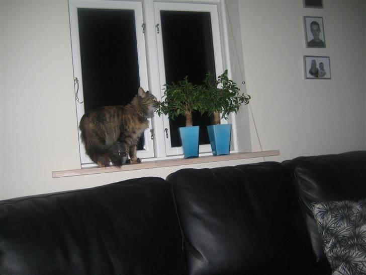 Maine Coon pigemis billede 7