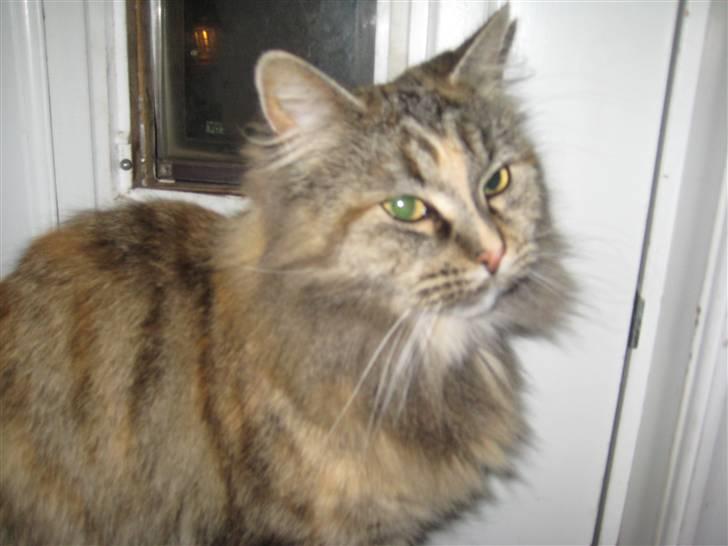 Maine Coon pigemis billede 8