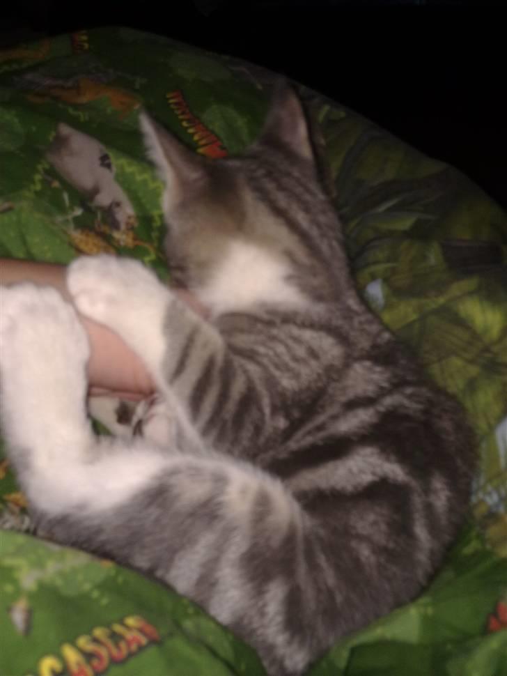 Blanding af racer JK(jacob´s kone) billede 5