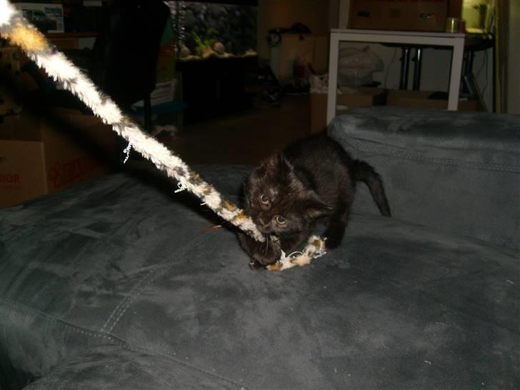 Huskat Nala billede 6