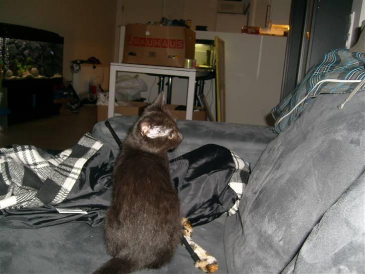 Huskat Nala billede 7