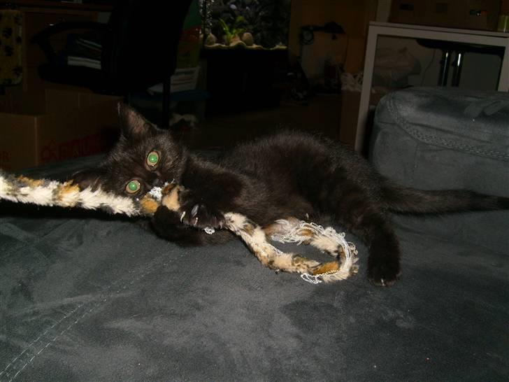 Huskat Nala billede 8