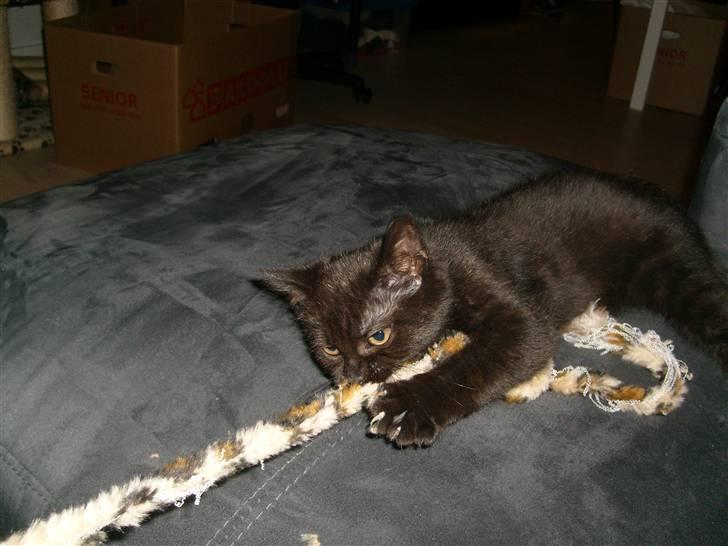 Huskat Nala billede 9