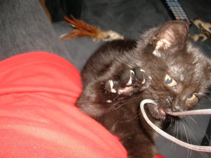 Huskat Nala billede 10