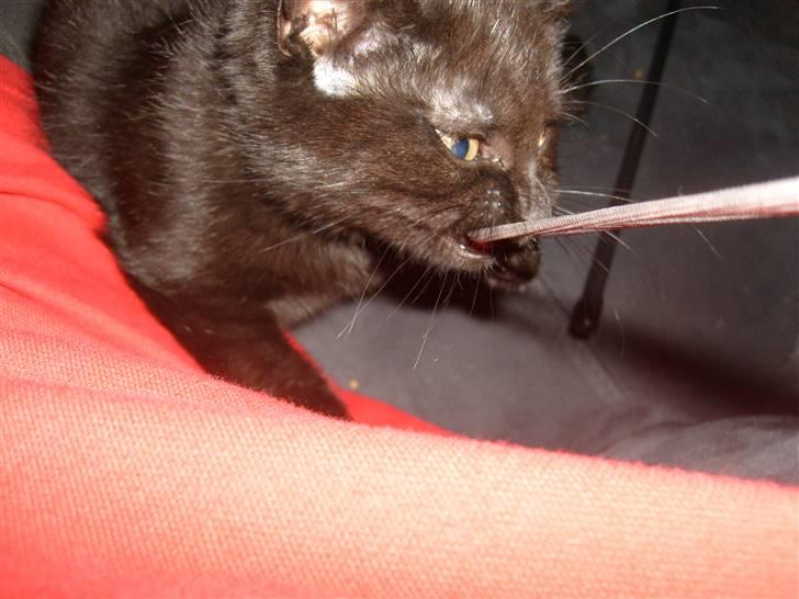 Huskat Nala billede 11