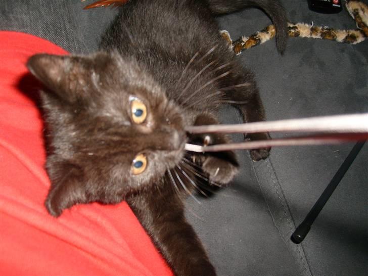 Huskat Nala billede 12