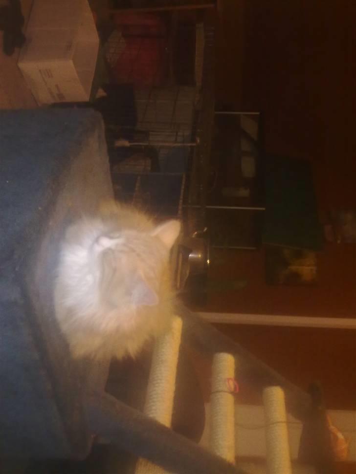 Maine Coon Ophelia billede 3