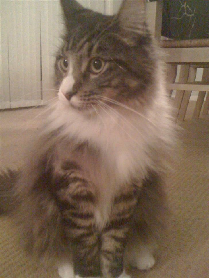 Maine Coon Simba billede 1