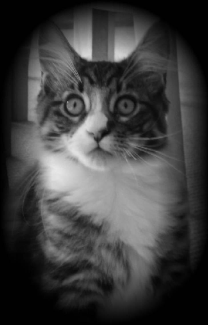 Maine Coon Simba billede 2