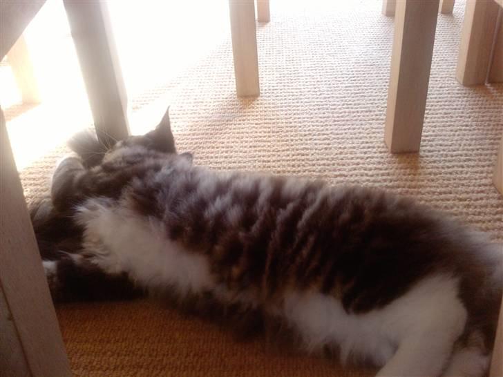 Maine Coon Simba billede 3