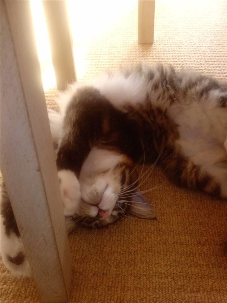 Maine Coon Simba - Mor jeg kan godt ligge ligesom far:0) billede 4