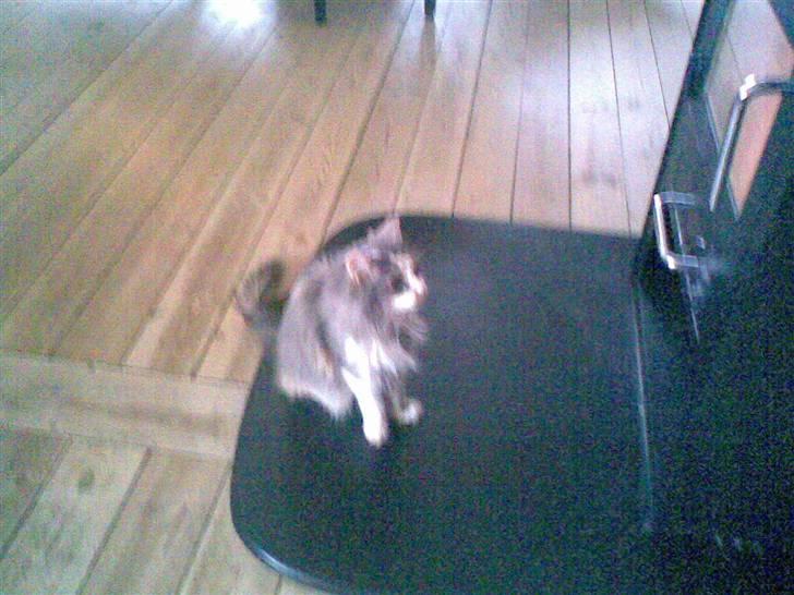 Norsk Skovkat Kitti<3 R.I.P billede 1