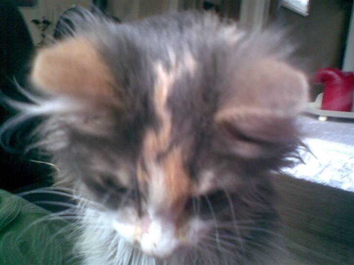 Norsk Skovkat Kitti<3 R.I.P billede 2