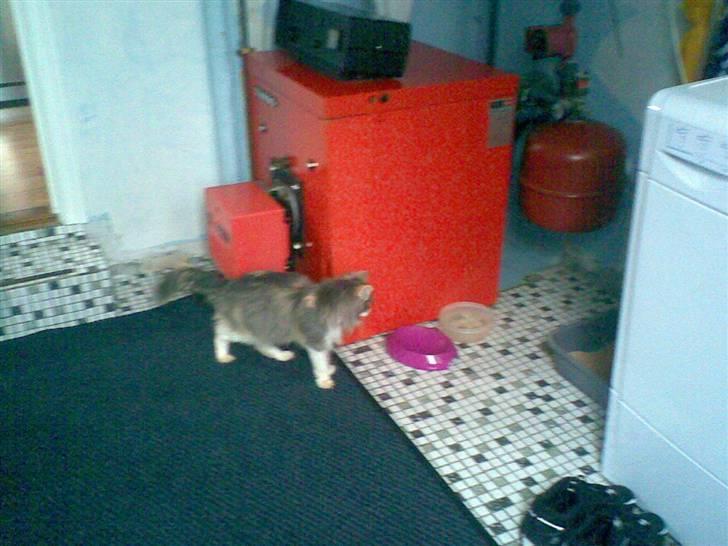 Norsk Skovkat Kitti<3 R.I.P billede 3