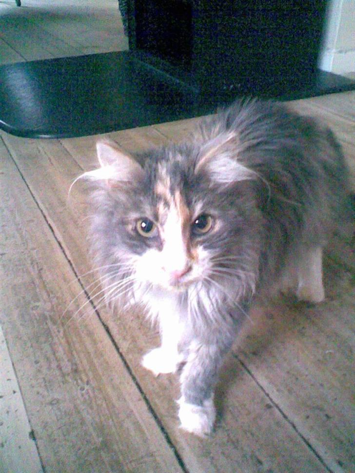 Norsk Skovkat Kitti<3 R.I.P billede 4