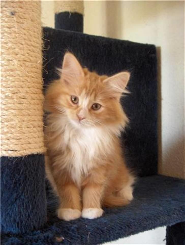 Maine Coon Ophelia billede 12