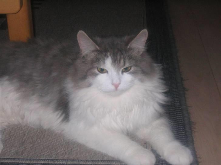 Norsk Skovkat Nuser R.I.P - han var bare så flot billede 13