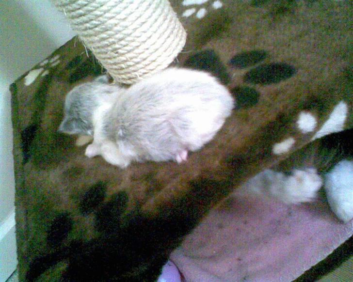 Norsk Skovkat Bamse<33 R.I.P. billede 1