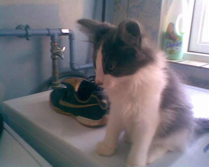 Norsk Skovkat Bamse<33 R.I.P. billede 2