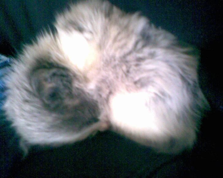 Norsk Skovkat Bamse<33 R.I.P. billede 3