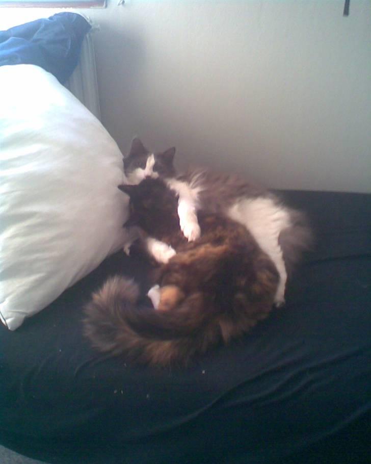 Norsk Skovkat Bamse<33 R.I.P. billede 4