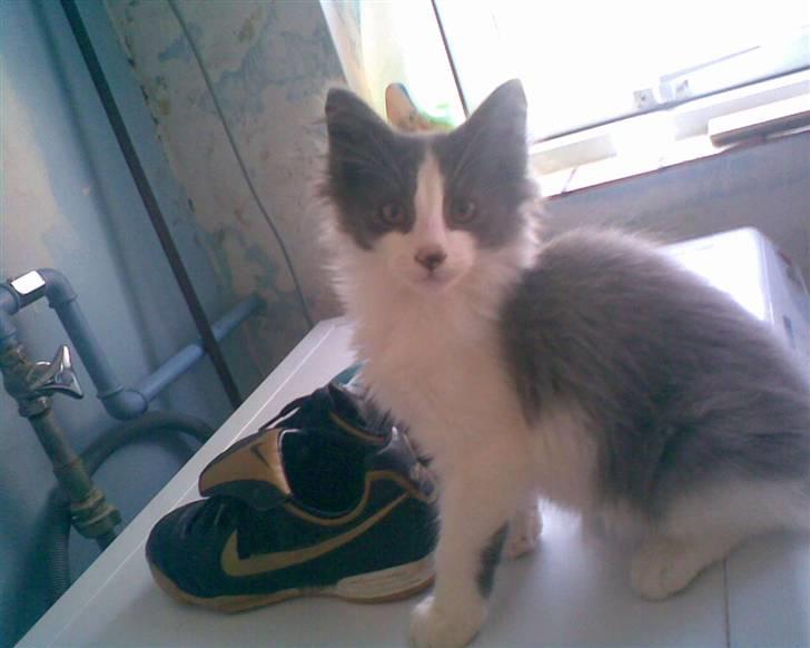 Norsk Skovkat Bamse<33 R.I.P. billede 5