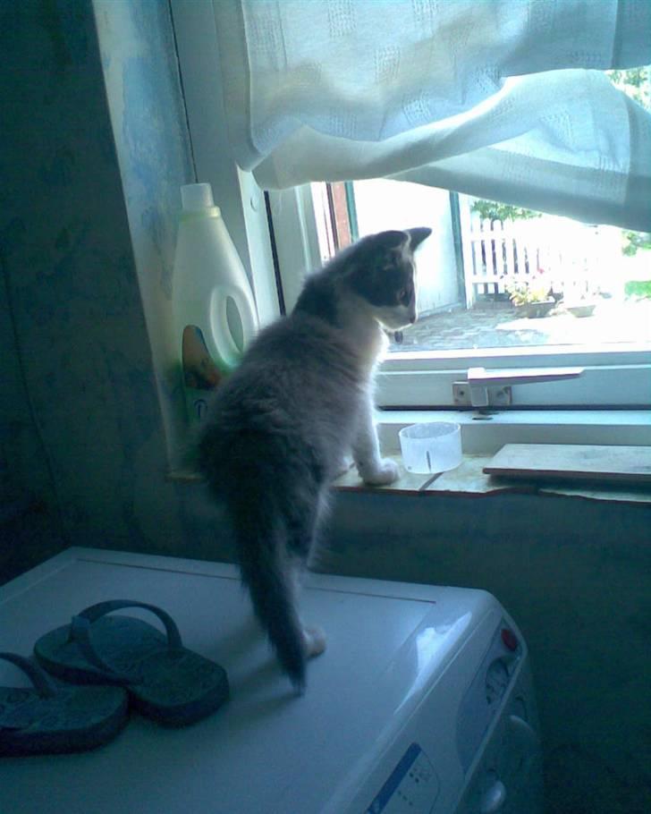 Norsk Skovkat Bamse<33 R.I.P. billede 6