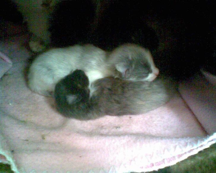 Norsk Skovkat Bamse<33 R.I.P. billede 7