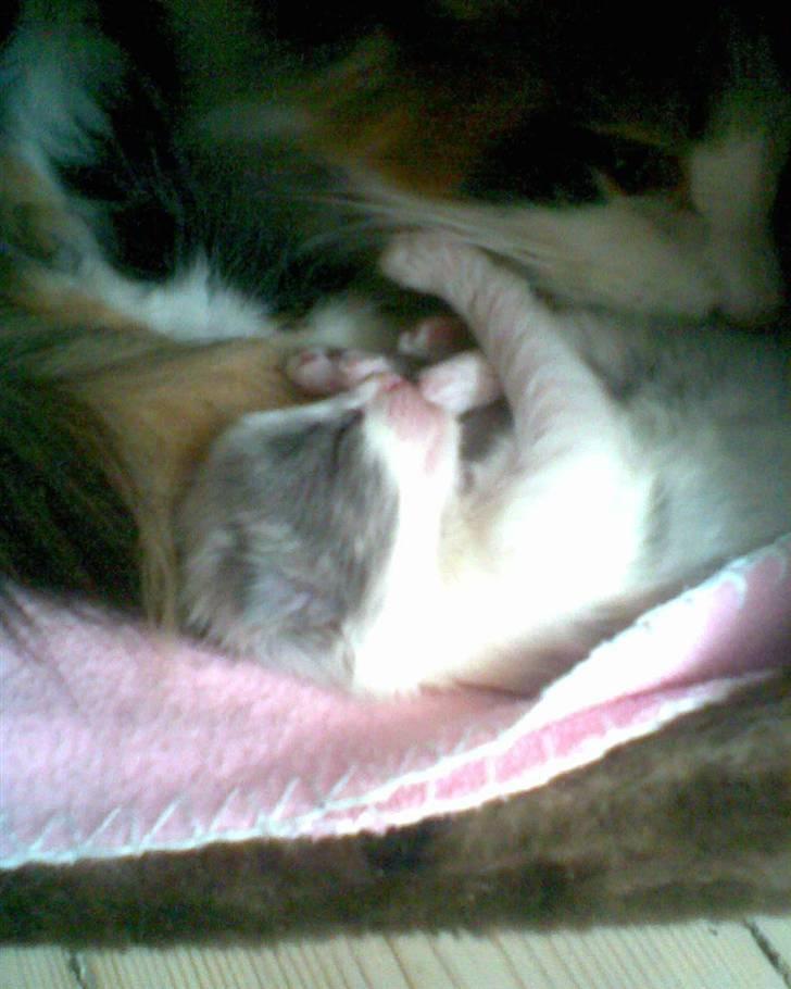 Norsk Skovkat Bamse<33 R.I.P. billede 8