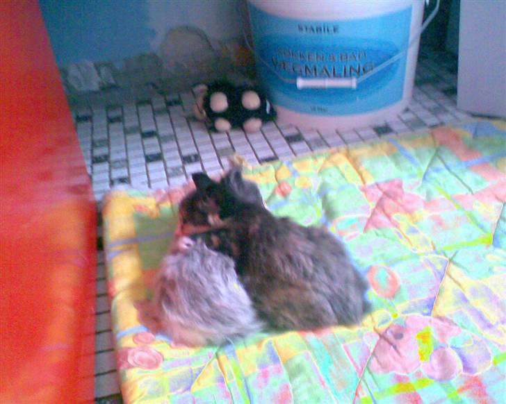 Norsk Skovkat Bamse<33 R.I.P. billede 9