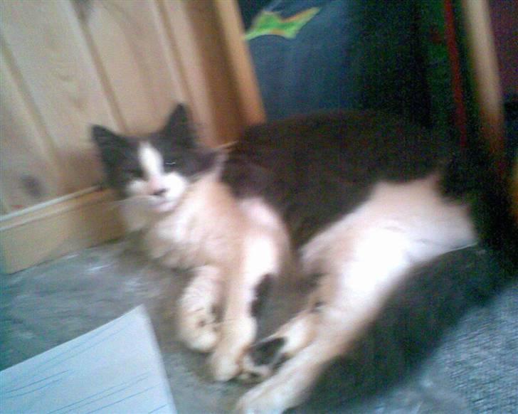 Norsk Skovkat Bamse<33 R.I.P. billede 10