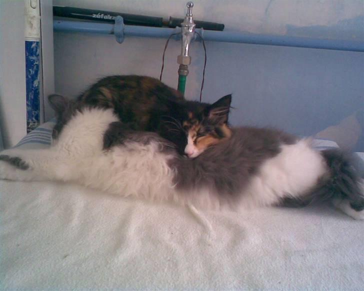 Norsk Skovkat Bamse<33 R.I.P. billede 11