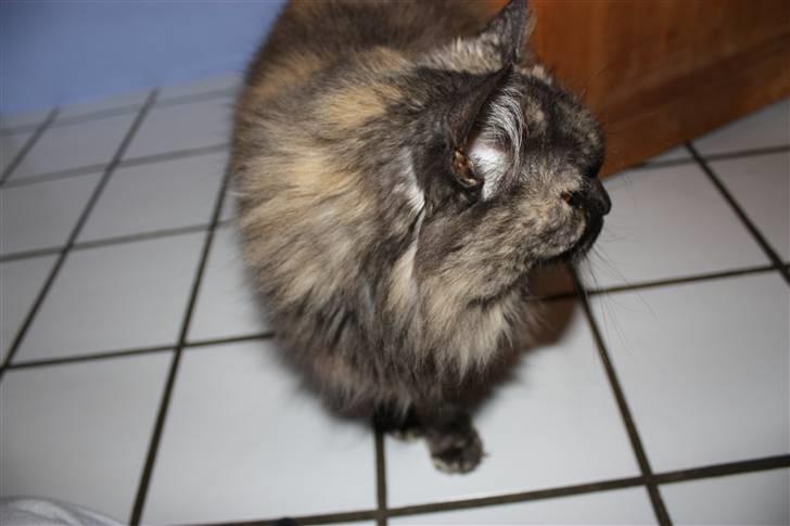 Blanding af racer | Søsser (Aflivet) | - Billed taget af: Rikke Rudkjøbing billede 8